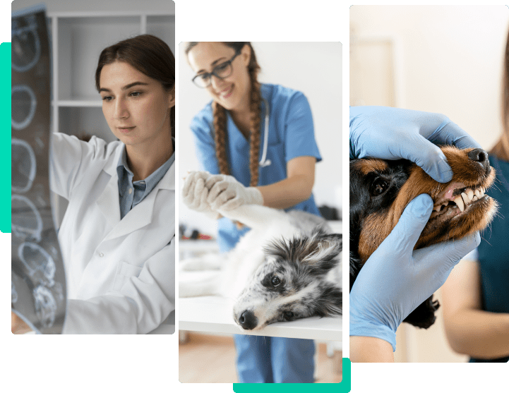 imagem de um cachorro sendo examinado por um veterinário