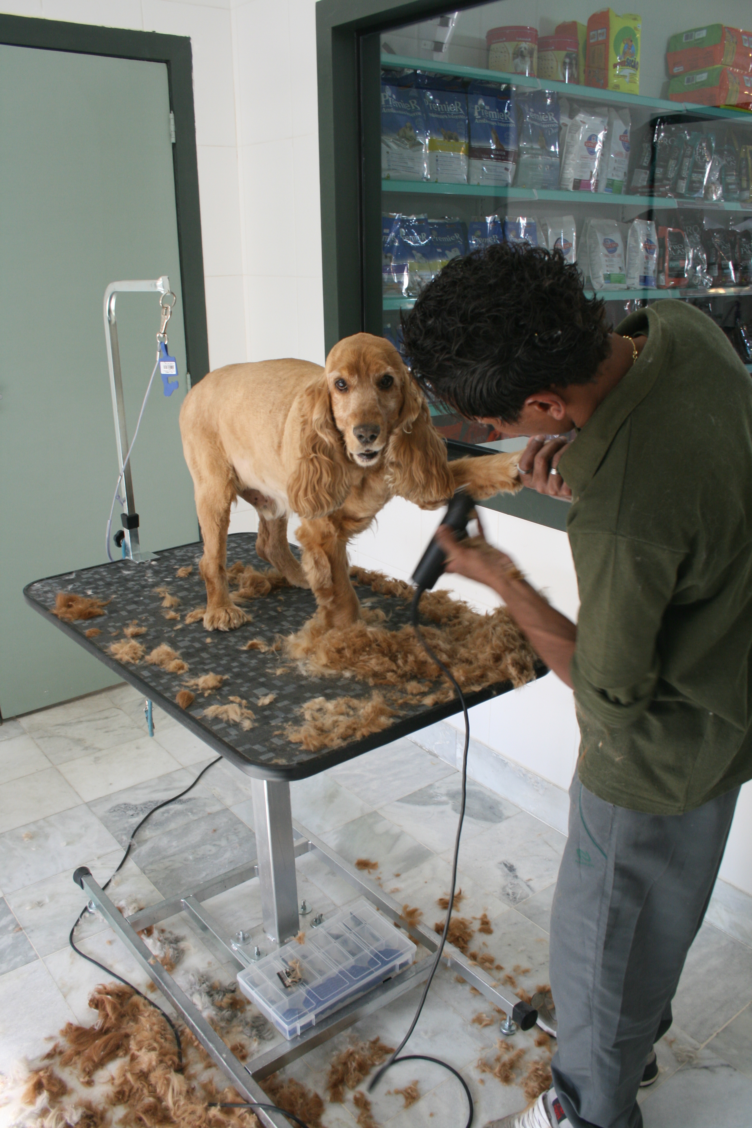 cachorro sendo tosado