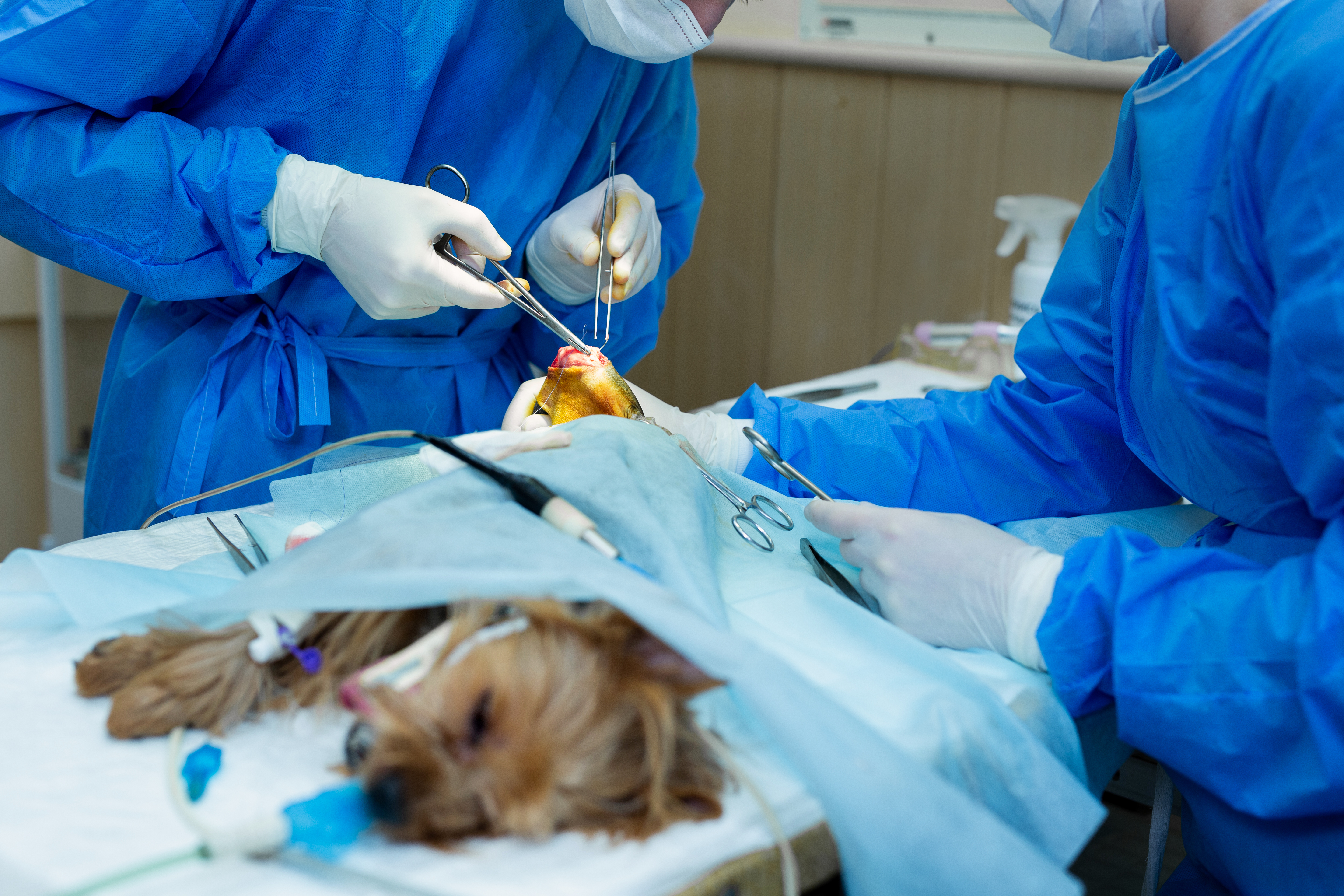 imagem de um cachorro sendo preparado para uma cirurgia