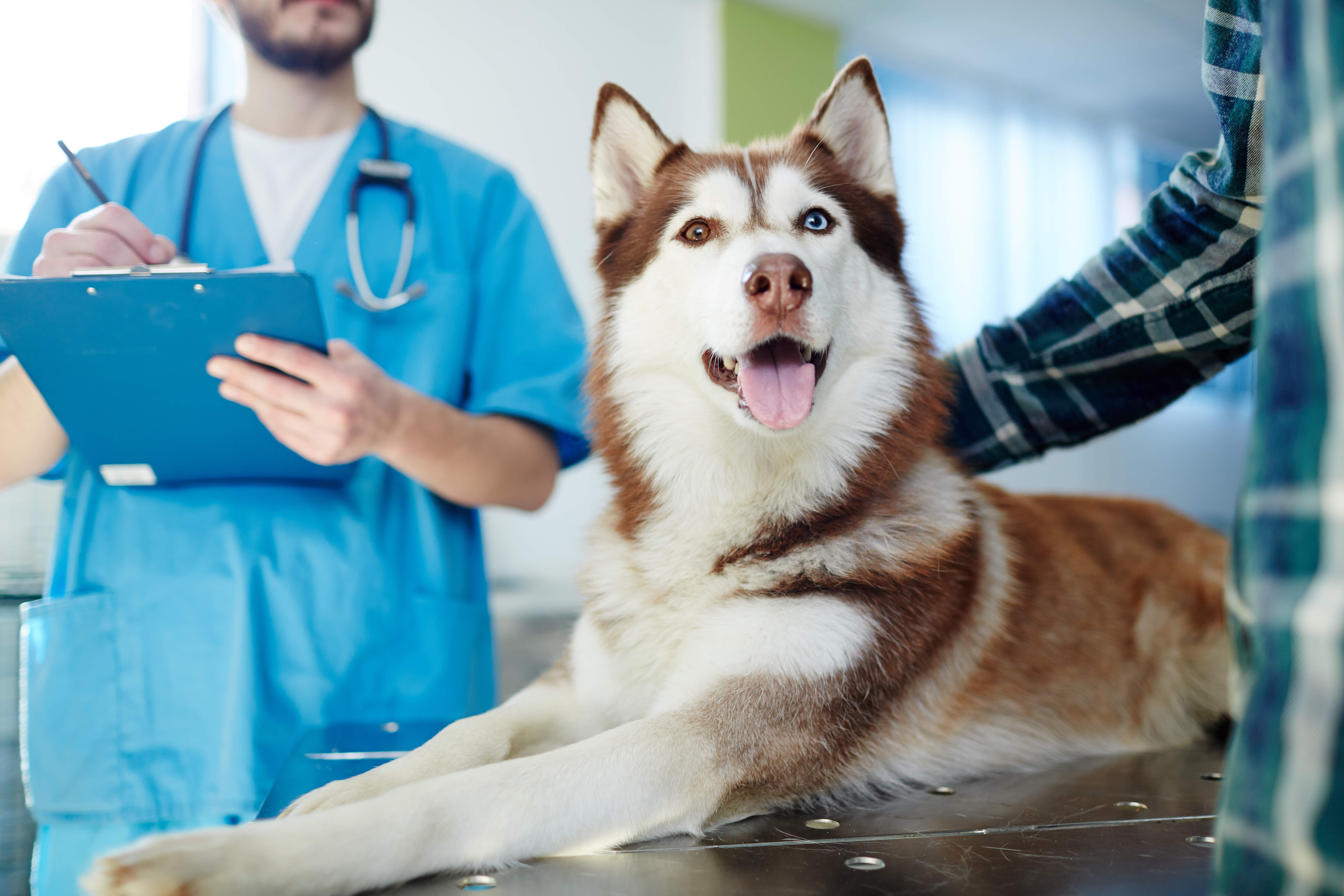 imagem de um cachorro sendo examinado por um veterinário