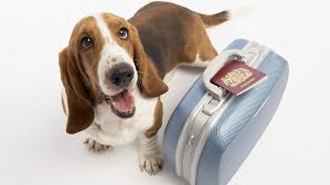 imagem de um cachorro sendo examinado por um veterinário